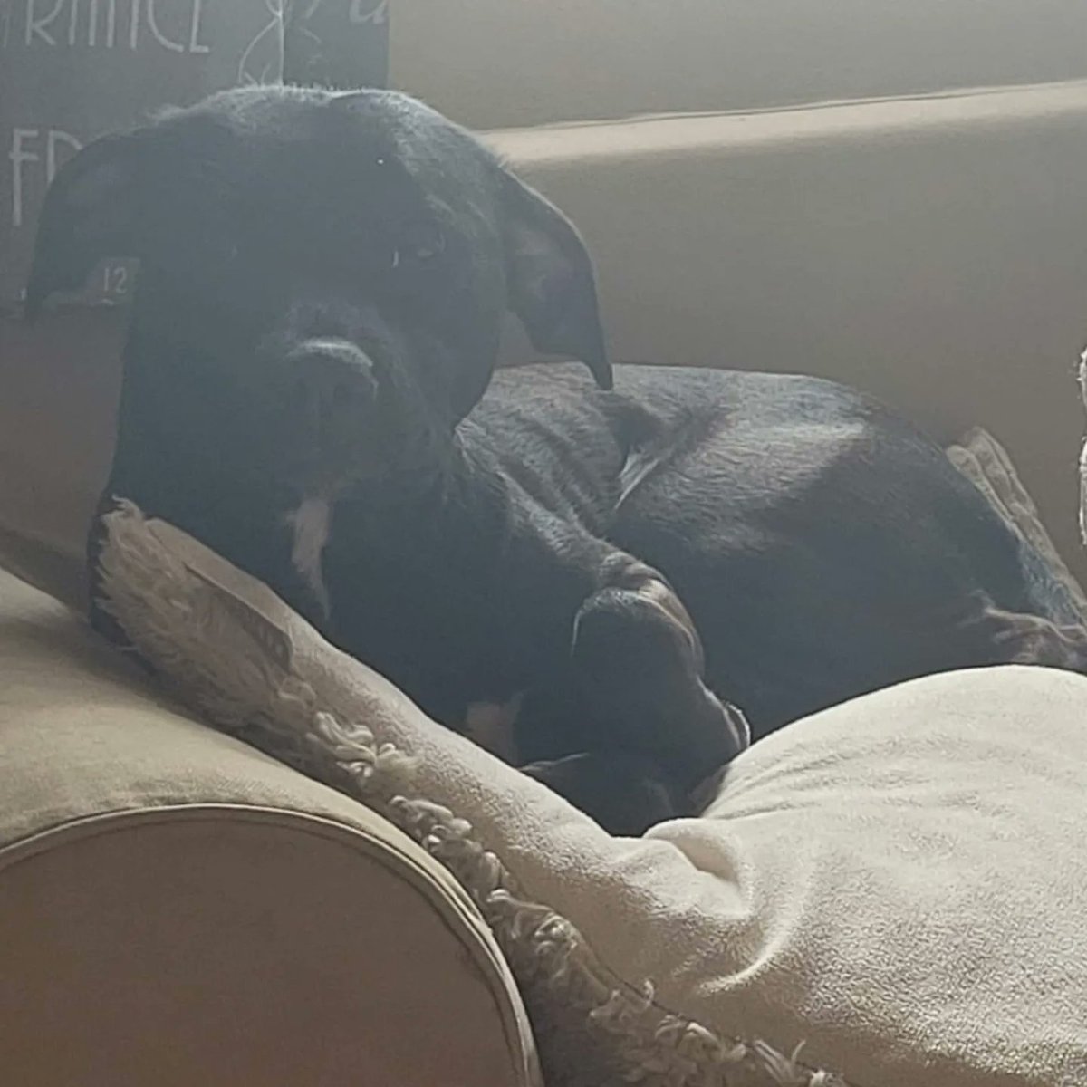 WettyFapSounds's tweet photo. @dog_rates @Trupanion https://t.co/VC0mePxPj0