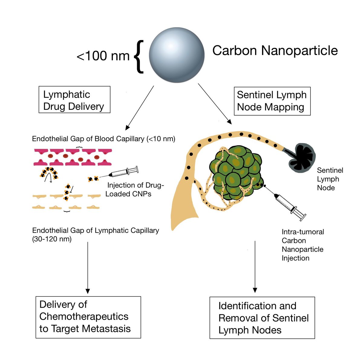 UFVetMed's tweet photo. Carbon nanoparticles offer a promising alternative for delivery of chemotherapy because they selectively enter the lymphatics, allowing the drug to accumulate in lymph nodes at high concentrations and minimizing side effects! #research #surgicaloncology @MaxwellDVM https://t.co/K7RI9d2krq