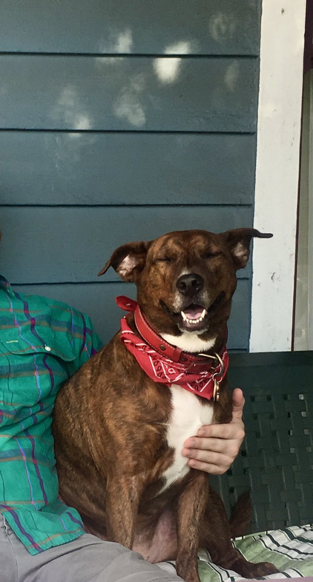 britsauce's tweet photo. @dog_rates @Trupanion Pits are the best dogs! Meet Gretel 💖 https://t.co/xns11ZF5Mj