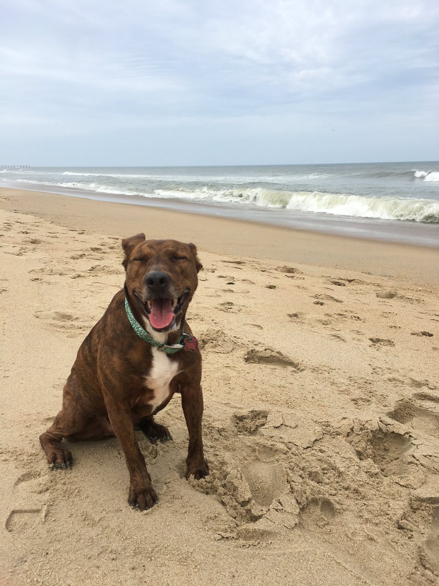 britsauce's tweet photo. @dog_rates @Trupanion Pits are the best dogs! Meet Gretel 💖 https://t.co/xns11ZF5Mj