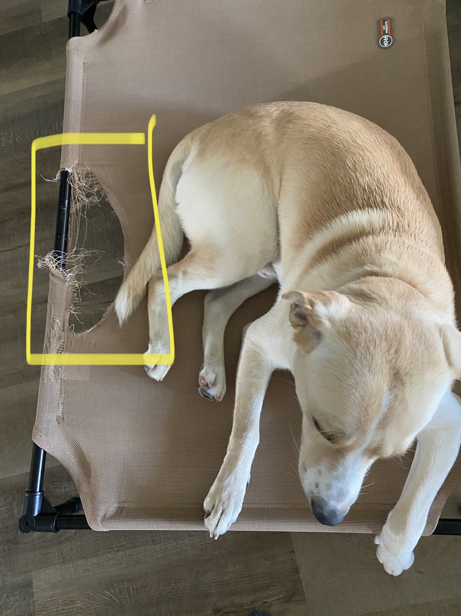 MaxChester21's tweet photo. When puppies are being quiet…you should be very suspicious! 🐶💙🐾💀#MaxChester 

#dogsoftwitter #puppies #copperlab #yellowlab #labradorretriever #chewy #Brothers #dogs #teeth #destroyed #DontWorryBeHappy #takingdonations #puppylove #laughteristhebestmedicine #suspicious https://t.co/SYc3jE3vOJ