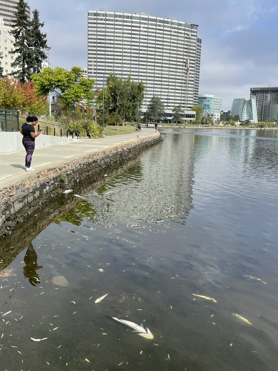 damontighe's tweet photo. 39+ California Bat Rays in just the western arm of #LakeMerritt between the Cathedral and Lake Chalet. The O2 drip of yesterday from the #algaebloom seems to have done them in over night.
#sfbay #sfbayHAB2022 #dieoff #fishdieoff #oakland https://t.co/LYqHhQwkRJ
