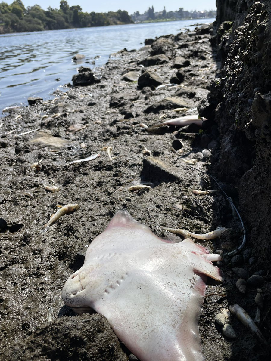 damontighe's tweet photo. 39+ California Bat Rays in just the western arm of #LakeMerritt between the Cathedral and Lake Chalet. The O2 drip of yesterday from the #algaebloom seems to have done them in over night.
#sfbay #sfbayHAB2022 #dieoff #fishdieoff #oakland https://t.co/LYqHhQwkRJ