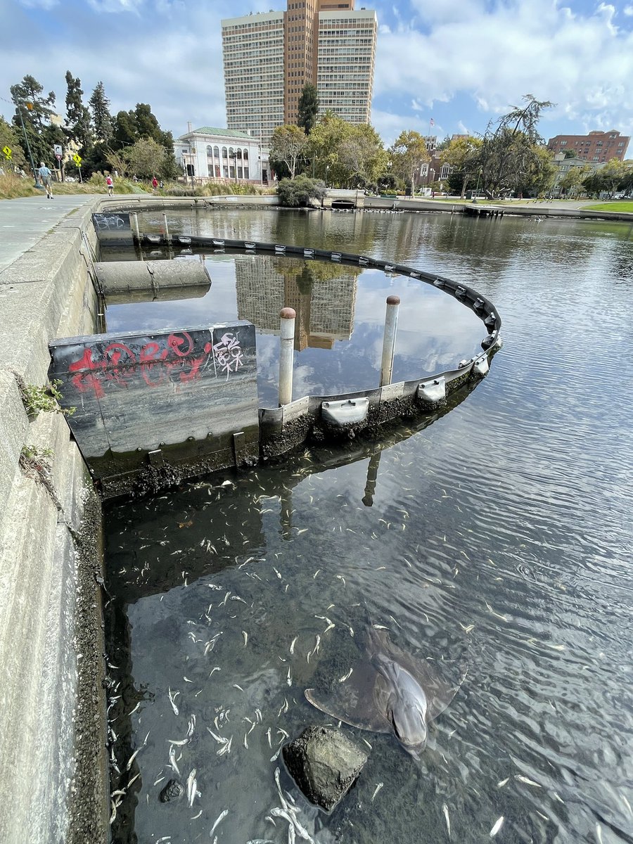 damontighe's tweet photo. 39+ California Bat Rays in just the western arm of #LakeMerritt between the Cathedral and Lake Chalet. The O2 drip of yesterday from the #algaebloom seems to have done them in over night.
#sfbay #sfbayHAB2022 #dieoff #fishdieoff #oakland https://t.co/LYqHhQwkRJ