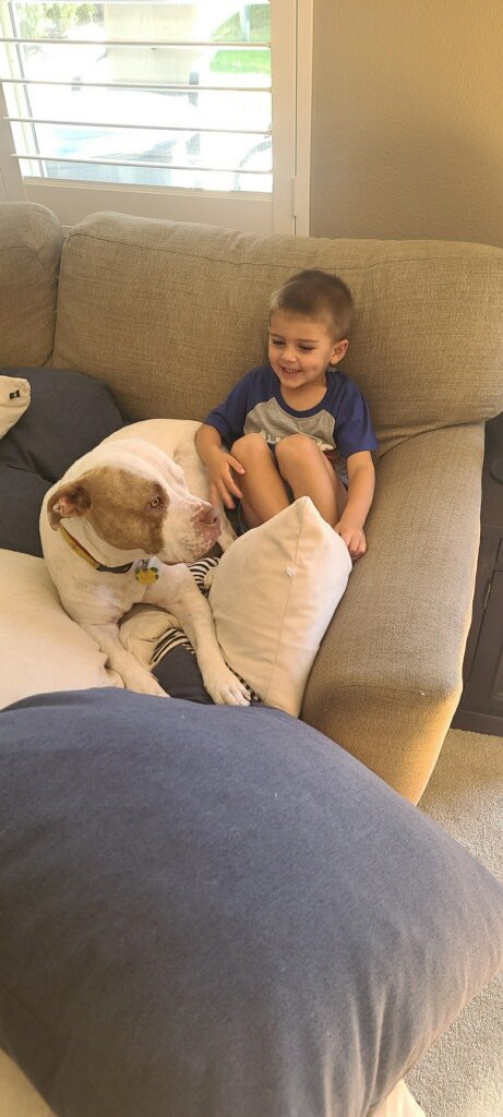 RodGetting's tweet photo. @dog_rates @Trupanion We eat little boys. https://t.co/cTpFvWuBOi
