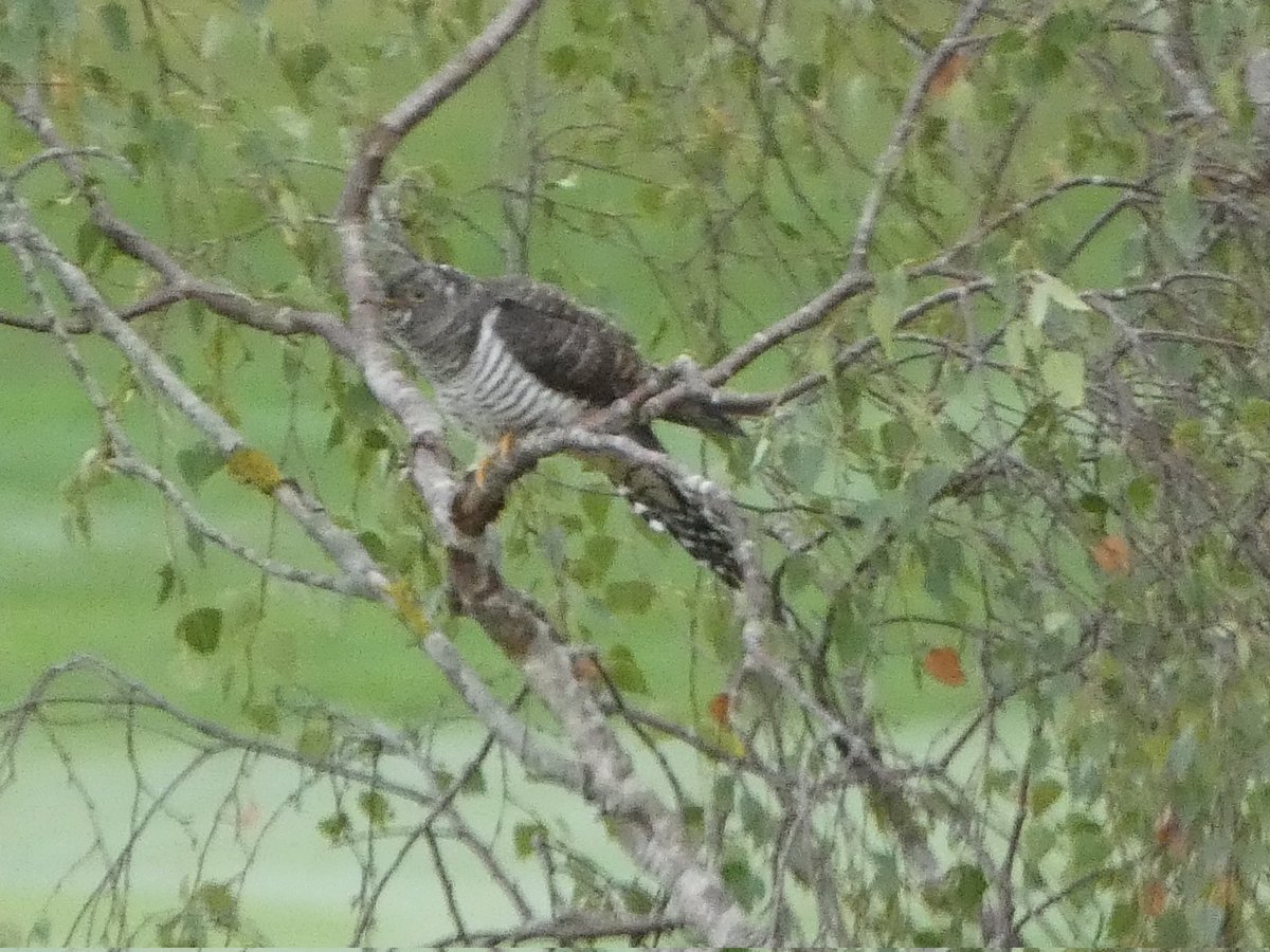 alicefatcat's tweet photo. Having been hobbling on crutches for a few weeks (won't walk 100km non-stop again) it was great to get out walking again today.
And I was treated to a fabulous juvenile cuckoo, resting in a tree on the fairway, at the golf course in Leek Wootton! https://t.co/WQXXwJ3ddq