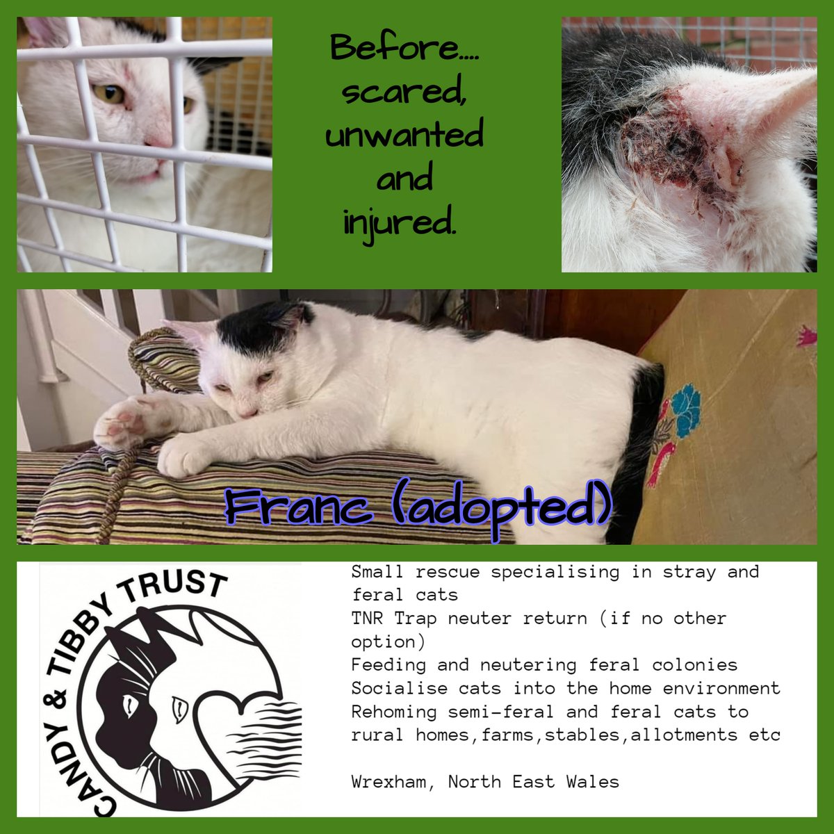Franc the ex street cat.  Thank you for your kind donations that saved his life, enabling him to find his loving forever home. 
Who says an ex street cat can't adapt with loads of TLC to trust again and become a loving pet companion?!
All they need is the right home❤️
#AdoptACat