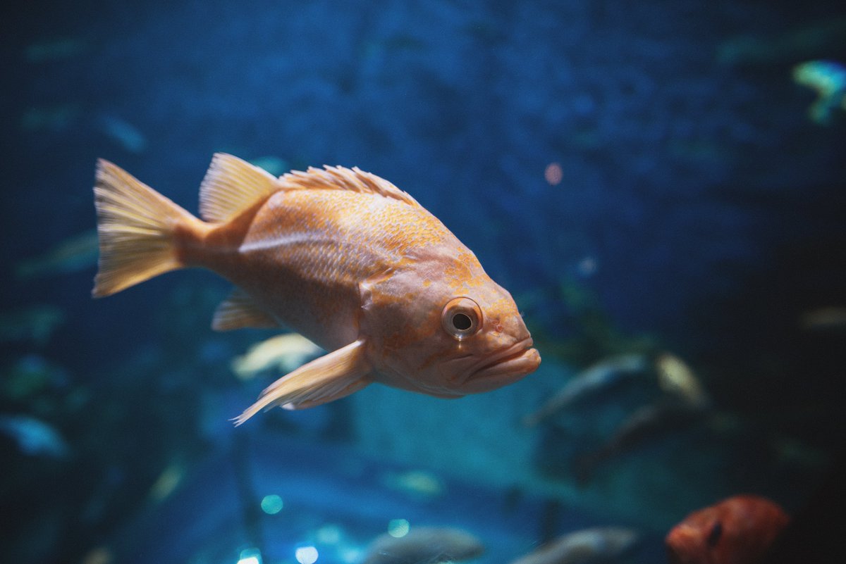 🚌 C’est la rentrée scolaire! En cette période souvent synonyme de changements, les élèves doivent découvrir et s’adapter à un nouvel environnement. Ici à l’Aquarium, avec un changement de collection dans notre bassin du Grand Océan, c’est un peu la rentrée de nos poissons! 🐠