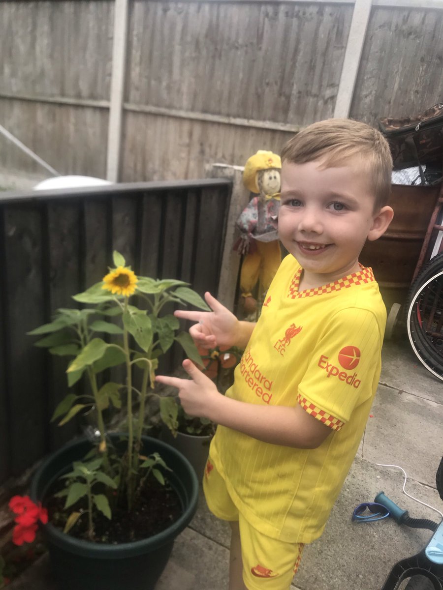 LewtasMarie's tweet photo. @MrsHarrisN Tom was super excited to see the flower open on his mini sunflower 🥰 this was grew from the seeds from last years sunflower from school 💛💚 @StAmbroseSpeke https://t.co/3XSPX7Z2Yp
