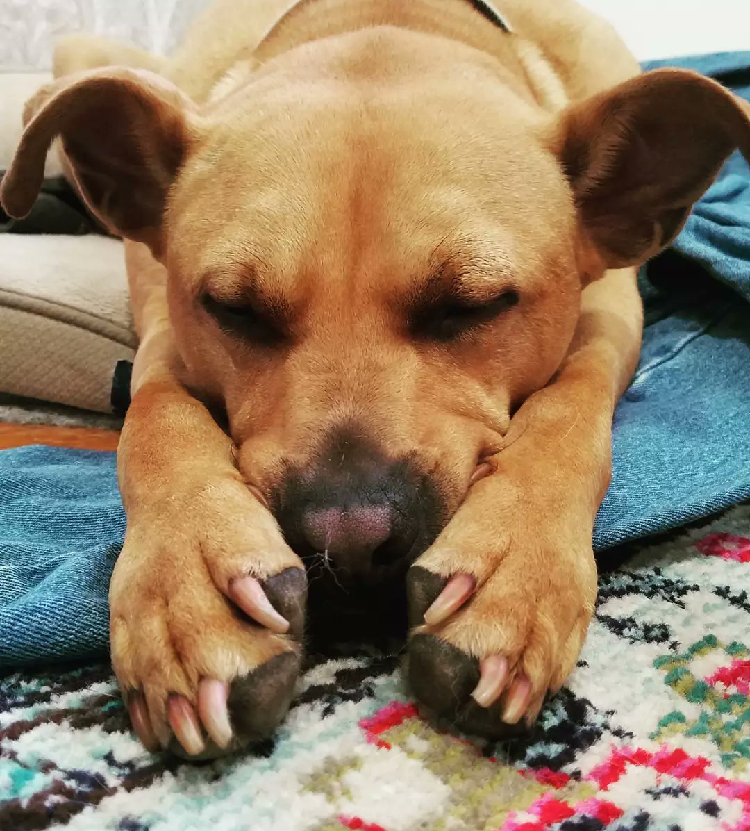 MRLiberati's tweet photo. @dog_rates @Trupanion Our rescued pit-mix Dewey, aka Potato. First pit mix we've ever rescued and definitely won't be our last! He is wonderful, and the biggest thanks to Makenzies Animal Rescue and an awesome landlord who didn't care that he was a bully breed 💞 https://t.co/2NfR0wQp91
