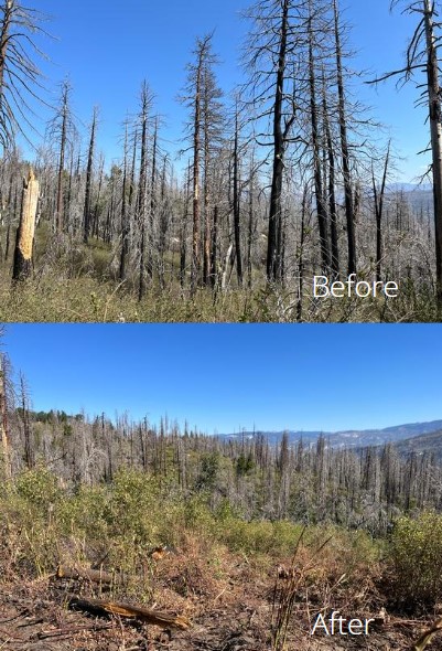 DyerDialogue's tweet photo. @AmericanForests and @GBInstitute are continuing the critical #Biomass removal project on the #RoughFire located on the @sequoiaforest. Site prep, or in this case the removal of hazardous fuels, is a critical and many times labor intensive, component of holistic #Reforestation. https://t.co/YW4bLv1kDG