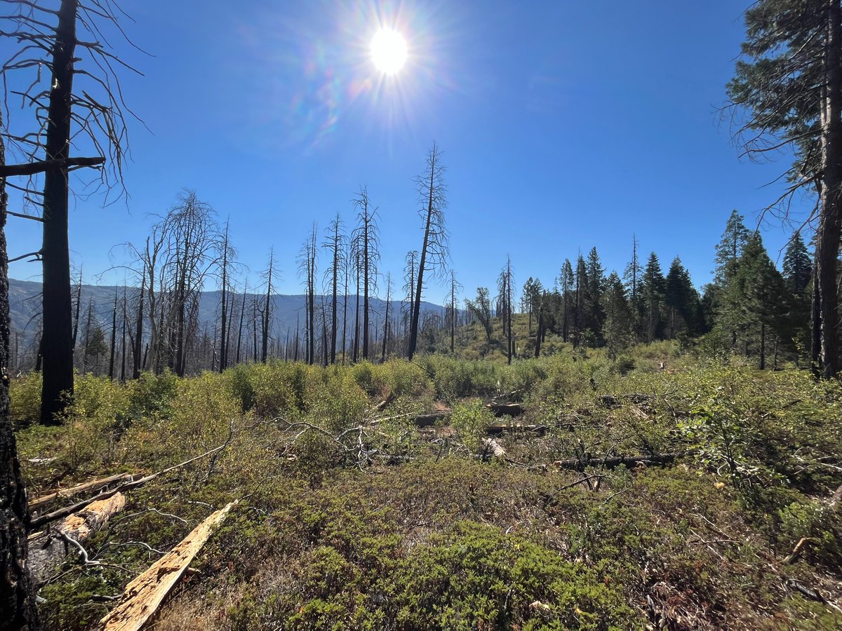DyerDialogue's tweet photo. @AmericanForests and @GBInstitute are continuing the critical #Biomass removal project on the #RoughFire located on the @sequoiaforest. Site prep, or in this case the removal of hazardous fuels, is a critical and many times labor intensive, component of holistic #Reforestation. https://t.co/YW4bLv1kDG