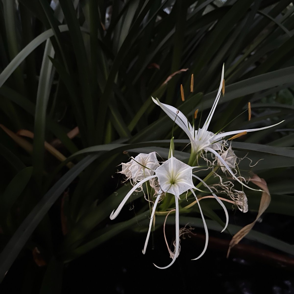dbgphx's tweet photo. This beauty has been blooming all summer long! 🌷 

The lovely Sonoran spider lily (Hymenocallis sonorensis) can be found along streams and valleys in Sonora, Mexico. They produce these delicate white flowers in the summer.

Look out for them at the Wildflower trail! https://t.co/1ZwafIN0dx