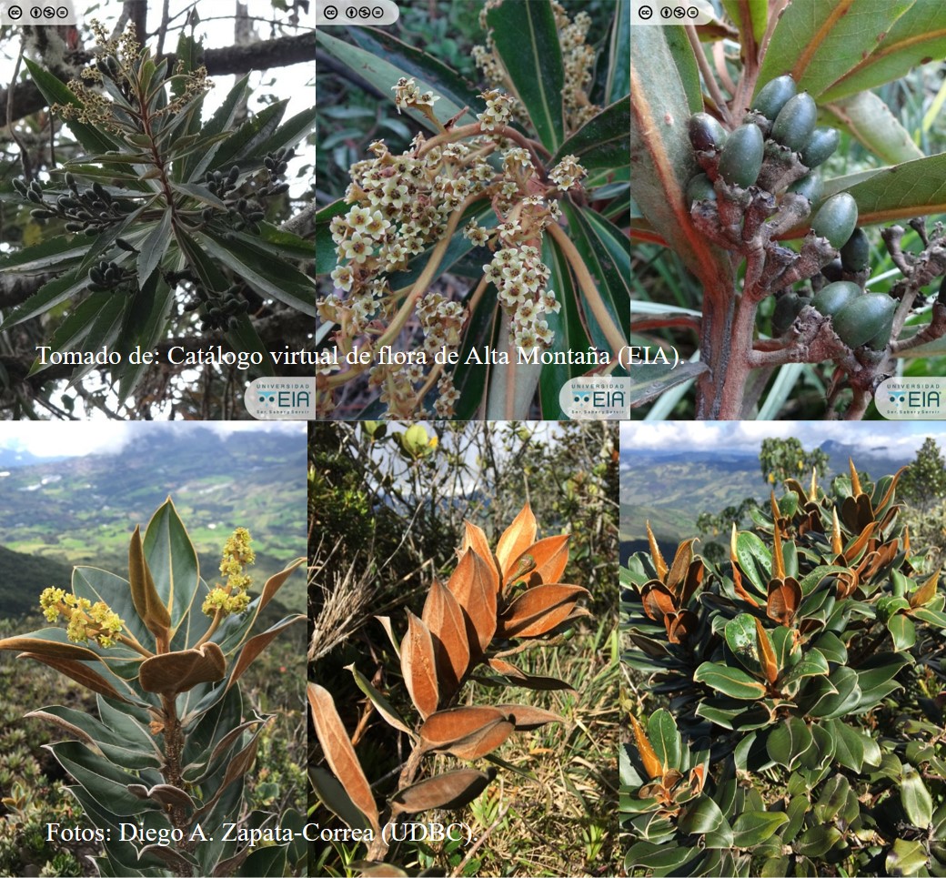 Details 100 catálogo de árboles del perú Abzlocal.mx