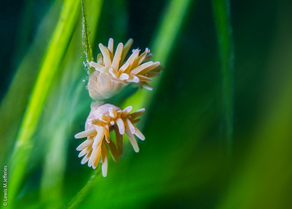 Another amazing shot by @lewismjefferies from a beautiful Orcadian #seagrass meadow...

🌱🌱🌱🌱🌱🌱🌱🌱🌱🌱🌱🌱🌱🌱🌱🌱