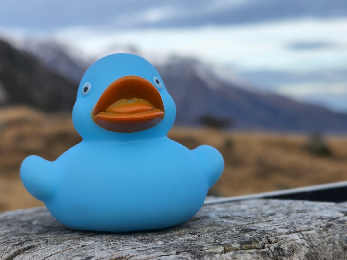CodieTheDuck's tweet photo. Hi! My name is Codie, and I'm a duck that loves coding and helping programmers debug their code. Follow me for more of my adventures. https://t.co/Mvi1tAUWSX