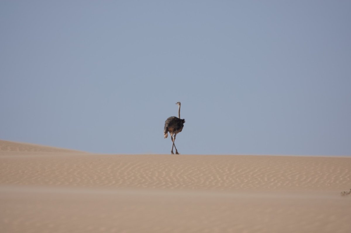 Koen_van_Velsen's tweet photo. One month ago this beautiful ostrich walked across the sand dunes near Walvis Bay, Namibia #seenamibia https://t.co/kLgRlHFlxh