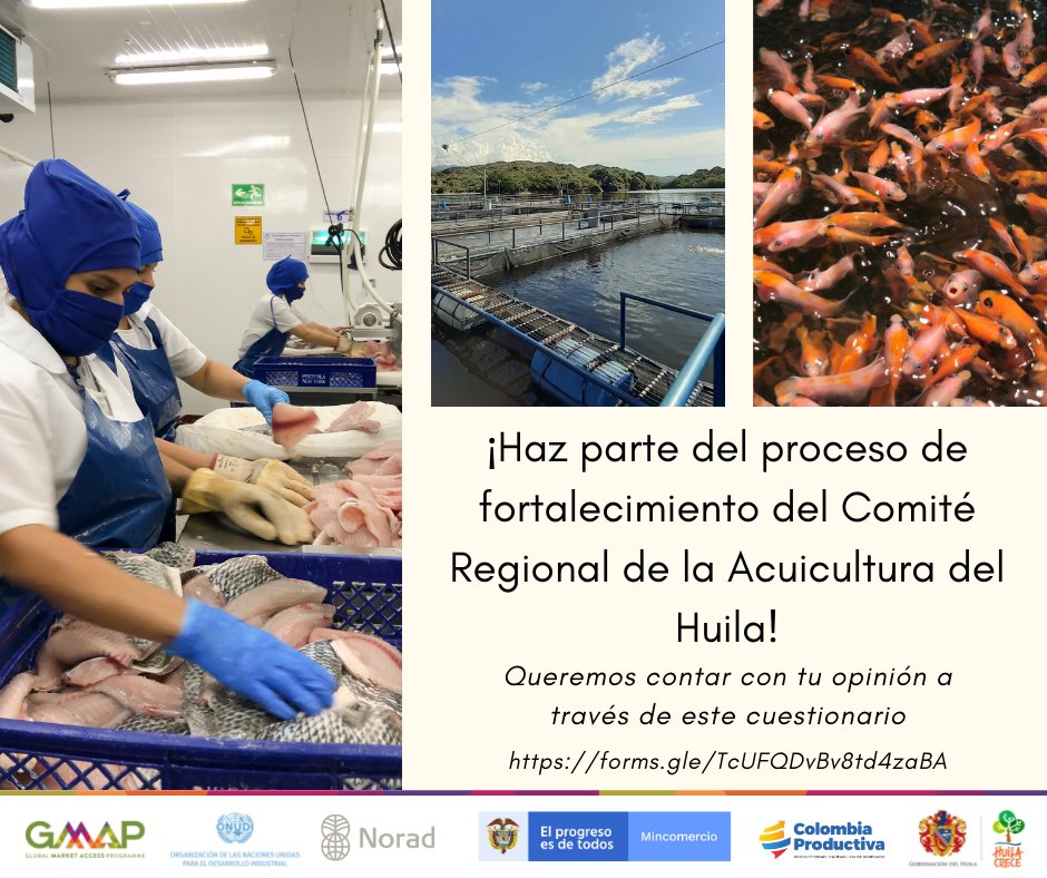 GMAPColombia's tweet photo. 📢¡Acuicultores del Huila! Los invitamos a que  participen del proceso de fortalecimiento del Comité Regional de la Acuicultura del Huila. Compártenos tu opinión en https://t.co/eGQyDweRDJ 
@ONUDIColombia @noradno @MincomercioCo @Col_Productiva @HuilaGob https://t.co/V2AWzZEi9f