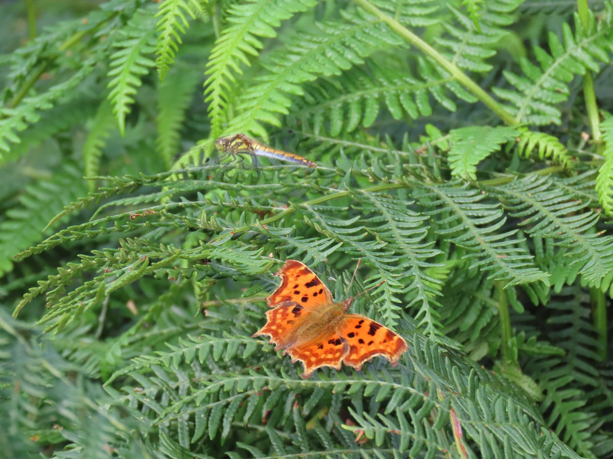 Kevin Bradshaw tweet media