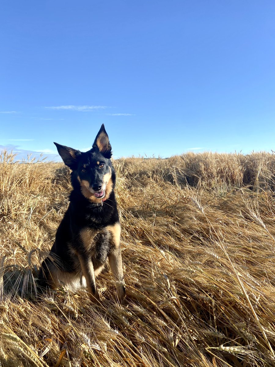 Happy and safe harvest everyone! From, Daisy 

#farmdog #scoutdog #fieldpup #harvest22