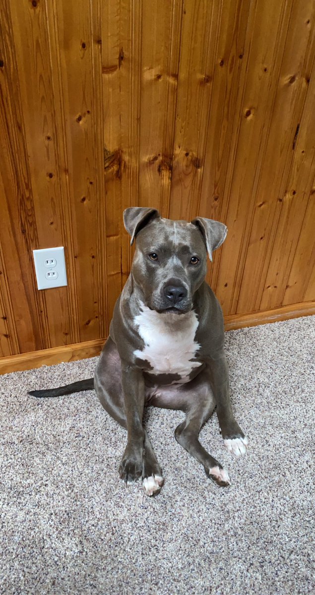 johnston_emma_'s tweet photo. @dog_rates @Trupanion My sweet and sassy baby! Nothing but love, she’s about to become a big sister too ❤️ https://t.co/qFBvi5p8F9
