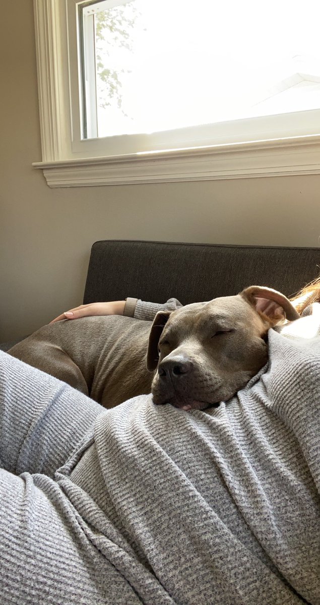 johnston_emma_'s tweet photo. @dog_rates @Trupanion My sweet and sassy baby! Nothing but love, she’s about to become a big sister too ❤️ https://t.co/qFBvi5p8F9