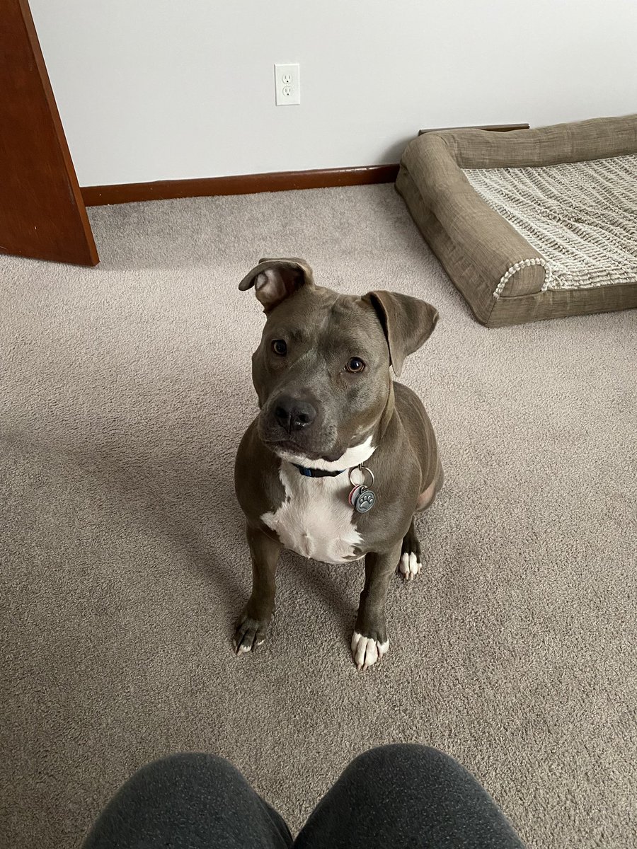 johnston_emma_'s tweet photo. @dog_rates @Trupanion My sweet and sassy baby! Nothing but love, she’s about to become a big sister too ❤️ https://t.co/qFBvi5p8F9