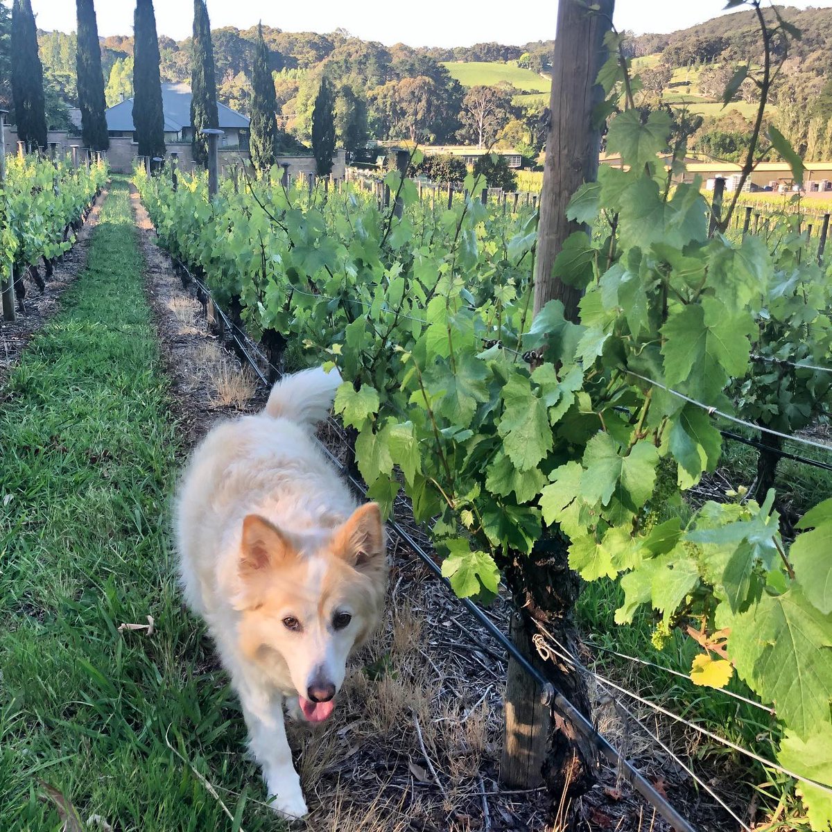 Australia, South Australia: Rieslings and Chardonnays from Top Producers in the Clare Valley and Adelaide Hills 📖 Erin Larkin's full review and 100+ tasting notes here: lnkd.in/g_p3rF92
📷: Tapanappa Wines