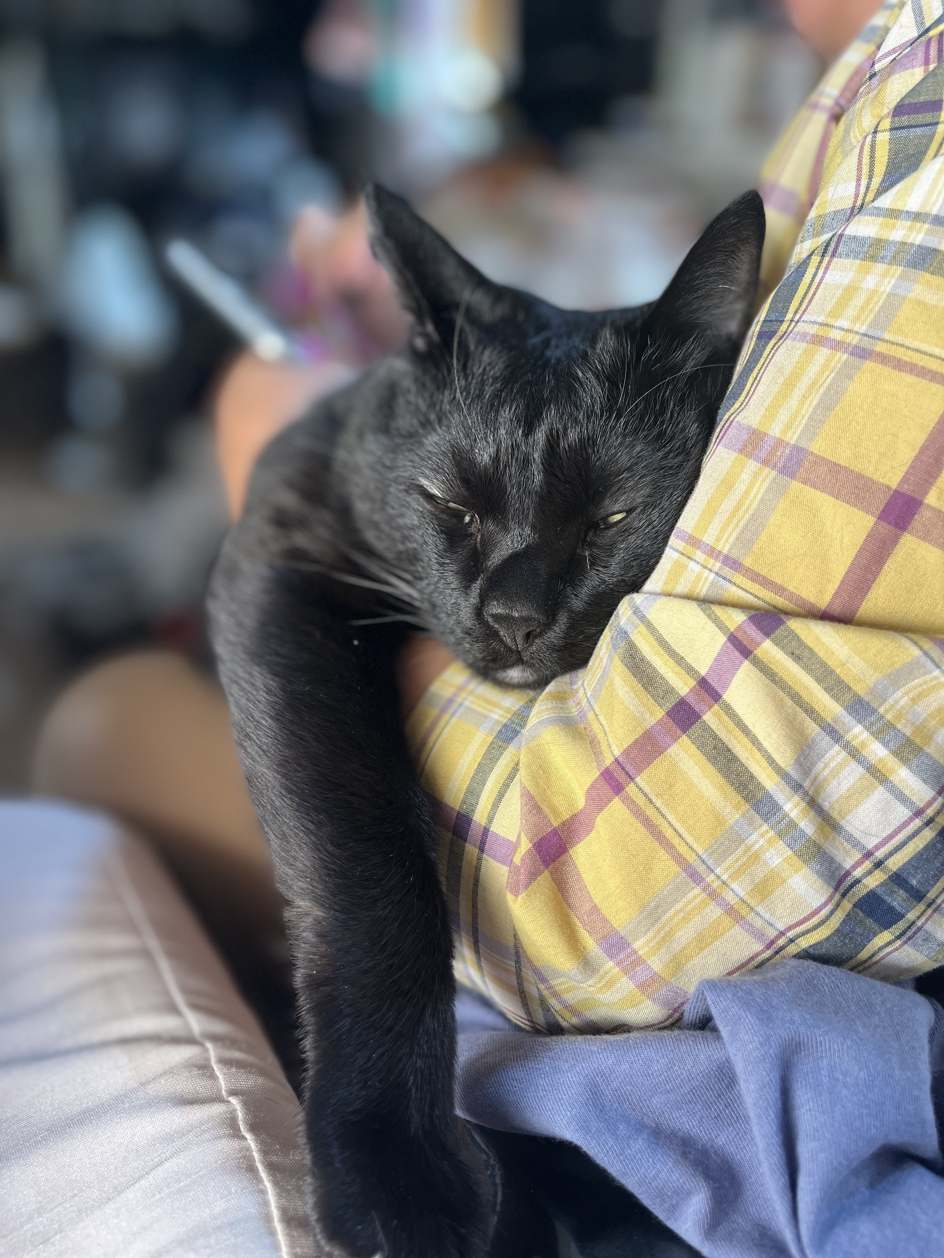 さく 母に抱っこされてるうちの猫が不細工すぎてwwww T Co Ezfoob8cro Twitter