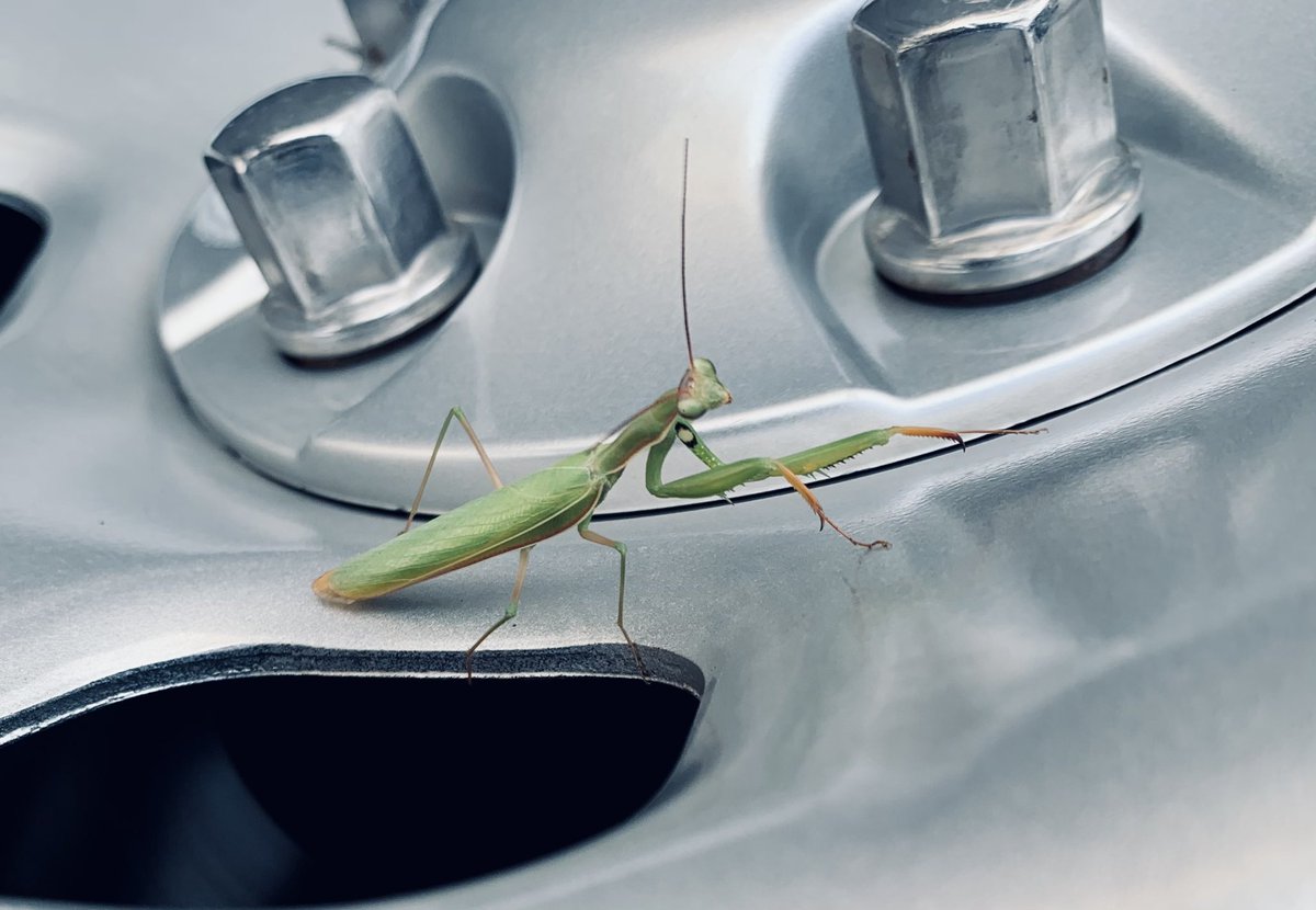 For a little change of pace…. Found on my patrol vehicle this morning during my pre-trip circle check. #Nature #RamTruckMantis
