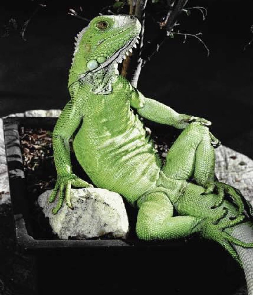 No one:
The lizard on Gabby’s dress:
#bachelorette #thementellall