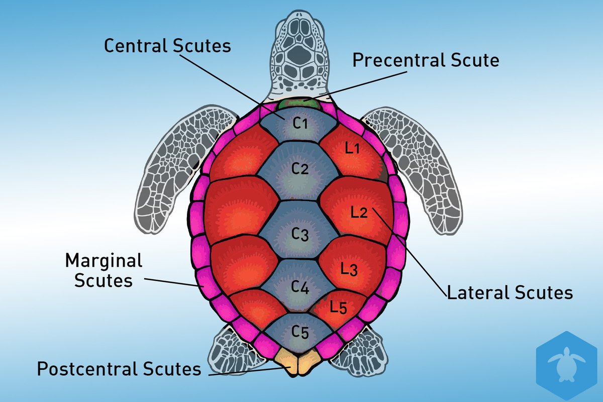 ConservationD's tweet photo. TURTLE LMS SNEAK PEAK! 🐢

We are so close 🤏 to launching our online courses! 

They will include comprehensive theoretical components of our on-ground courses and can be used as credit towards the practical courses.

Consider donating below!
https://t.co/3hzdPBUqW6 https://t.co/77J6FNuCdS