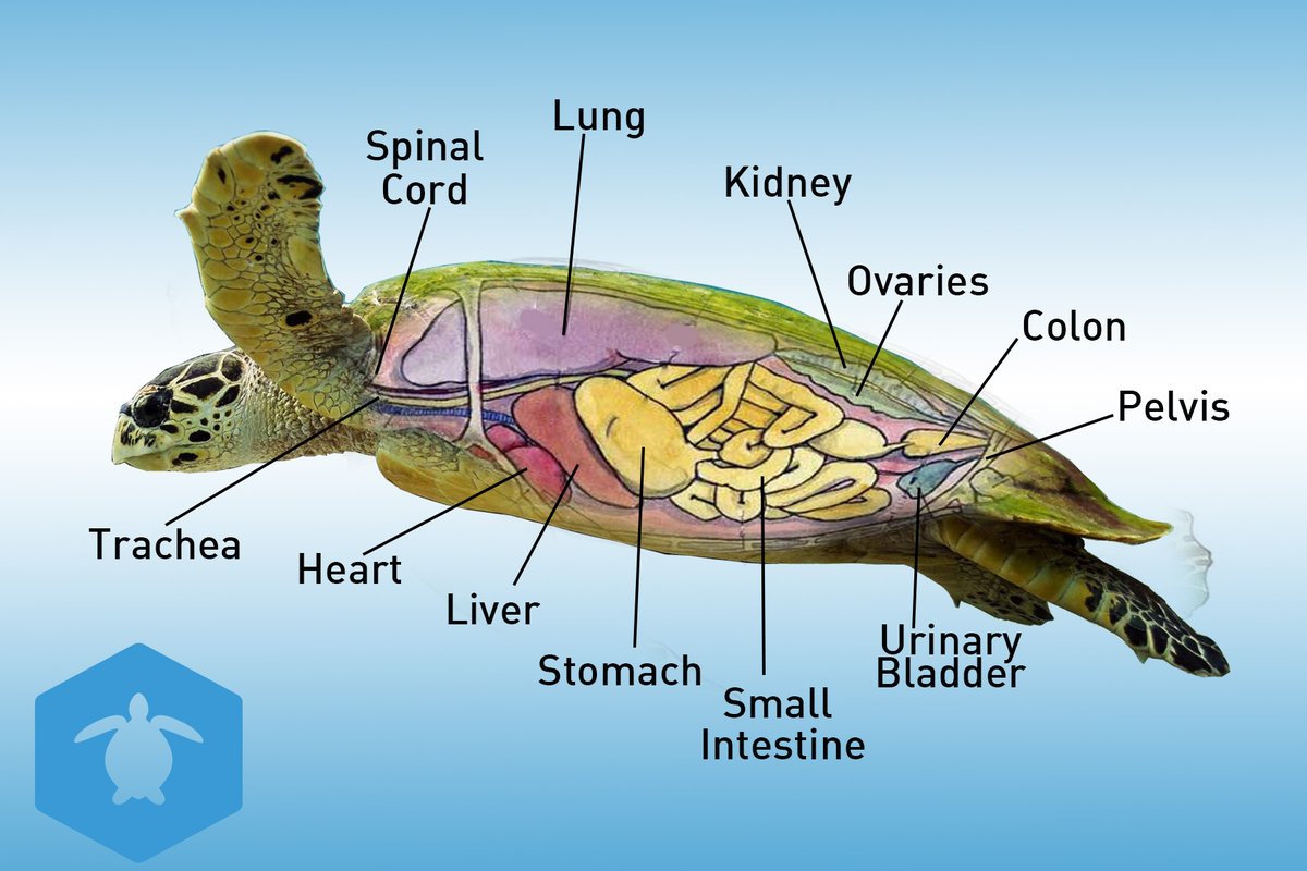 ConservationD's tweet photo. TURTLE LMS SNEAK PEAK! 🐢

We are so close 🤏 to launching our online courses! 

They will include comprehensive theoretical components of our on-ground courses and can be used as credit towards the practical courses.

Consider donating below!
https://t.co/3hzdPBUqW6 https://t.co/77J6FNuCdS