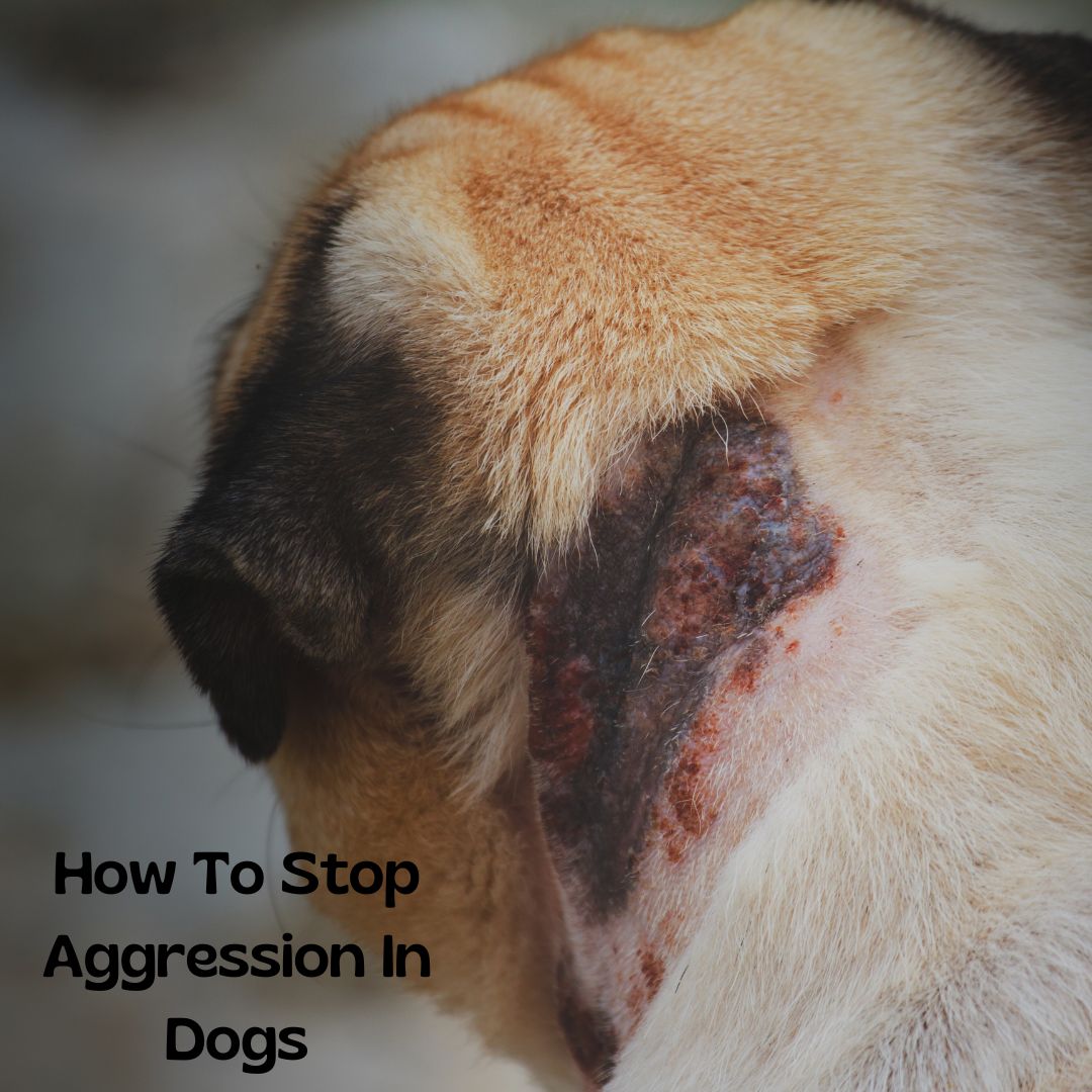 Praktikotips's tweet photo. Dog Socialization Training, Why It Is Mandatory
Socializing your puppy from day one is essential. This helps them to become well-adjusted and comfortable with humans. 

#dogstraining   #training https://t.co/6VT3AQASnH