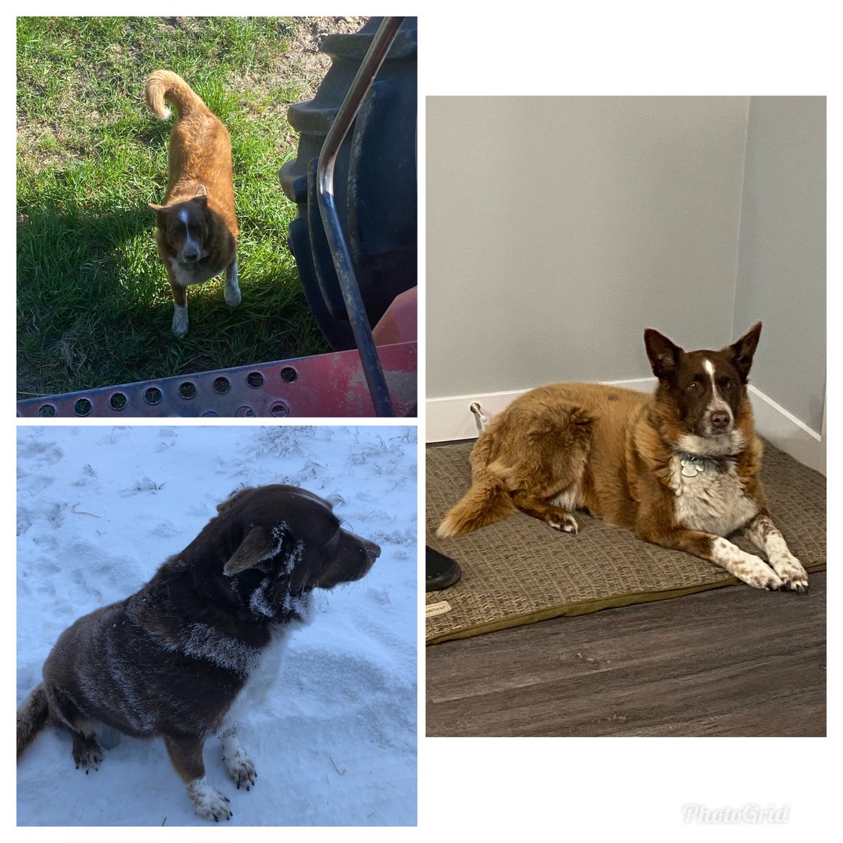 uppityguy101's tweet photo. Here’s 3 glimpses at the best dog anyone could ask 4. Molly went to Heaven today to chase squirrels and cats, and probably help round up some cows. It’s only been a couple hours and I miss u so much already. RIP to my girls and thank u for enriching our lives. ❤️❤️😘 https://t.co/ErdBMNUNpX