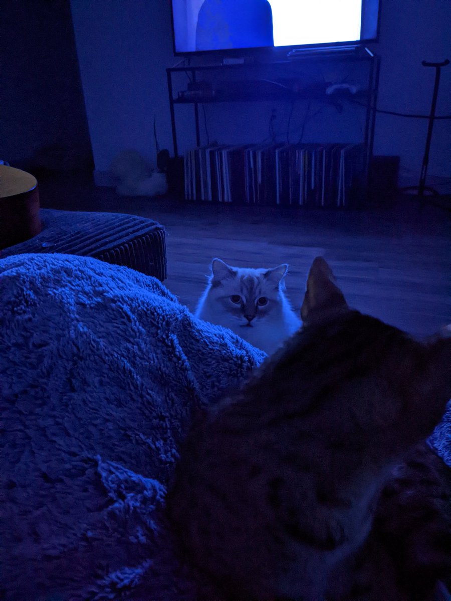 itsmaddiepetit's tweet photo. When Moz gets jealous, he goes into Pikachu Mode https://t.co/KXpZpRKwZW