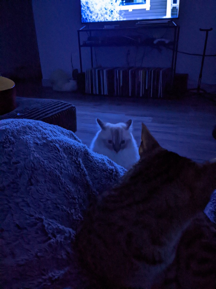 itsmaddiepetit's tweet photo. When Moz gets jealous, he goes into Pikachu Mode https://t.co/KXpZpRKwZW