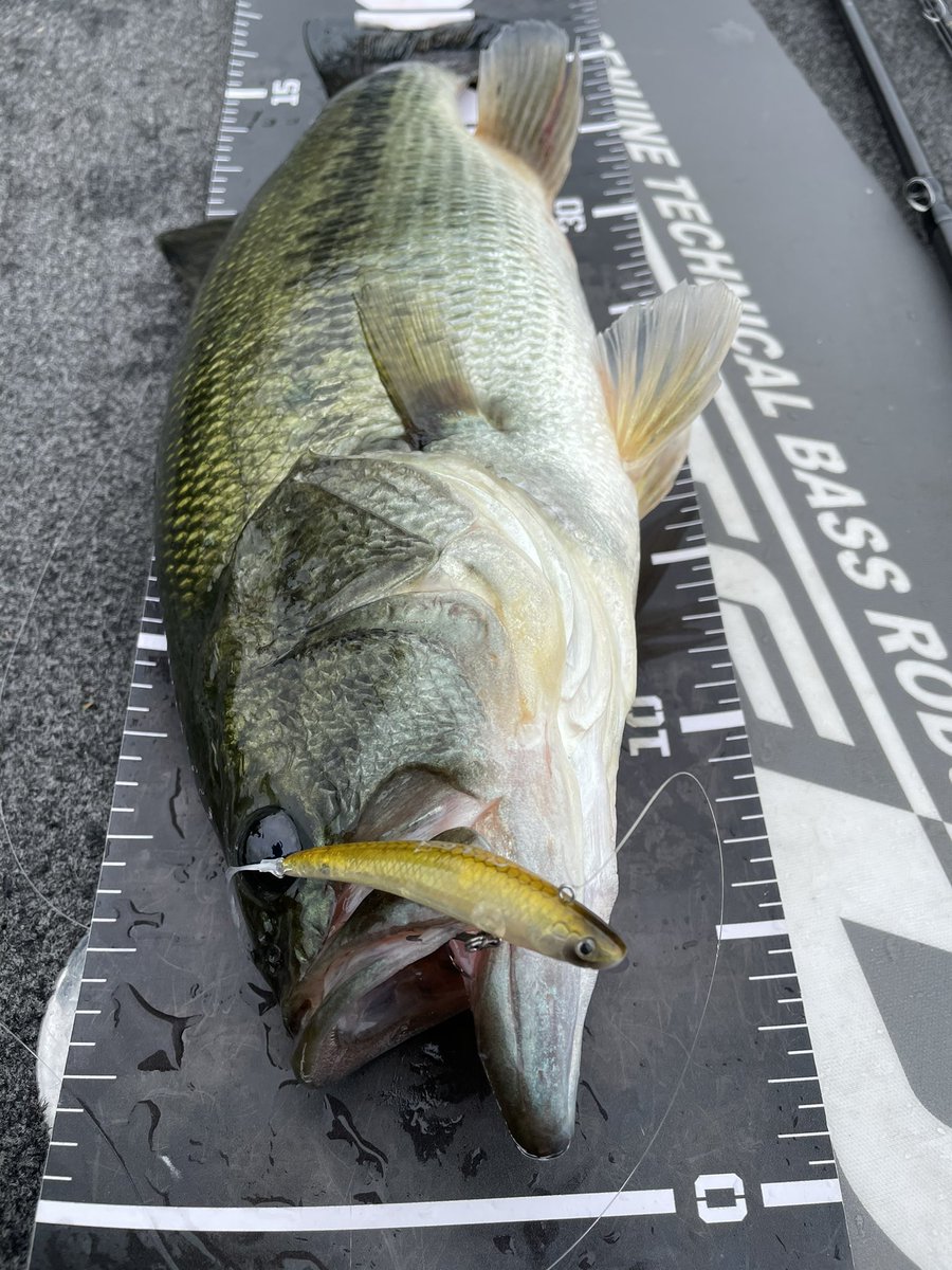 marosso_1114's tweet photo. 初めての沖の釣り♪
魚が視えることの大切さを痛感しましたw
そんな中で水面爆発させたルアーはPULL62F!
やっぱりこのカラーがお気に入り♪
トミーさんガイドありがとうございました!
#PULL62F
#シークレットワカサギ https://t.co/Twtznq8WW2