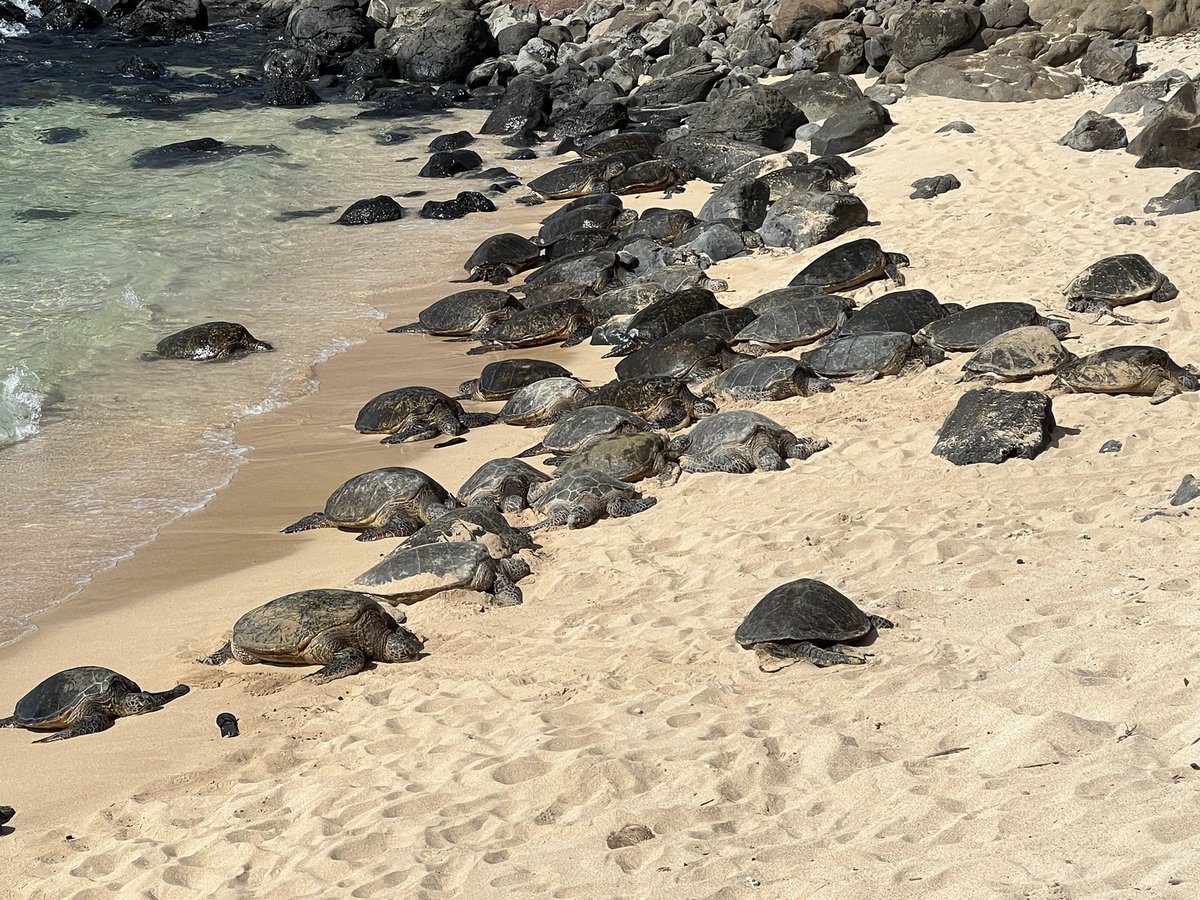 Checking out the turtles sunning themselves <a href="/SiriusSummit/">Sirius Summit</a> #turtles