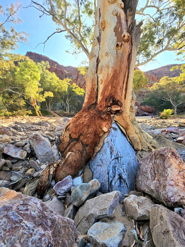 EucalyptAus's tweet photo. Happy #ThickTrunkTuesday to #AusFaveTree, the mighty #RiverRedGum!

This ripper shows the strength, tenacity, resilience &amp; adaptability of the species, seen here growing over a boulder in Ormiston Creek, which alternates between short periods of raging flows &amp; long dry periods. https://t.co/pVaubRpyHe