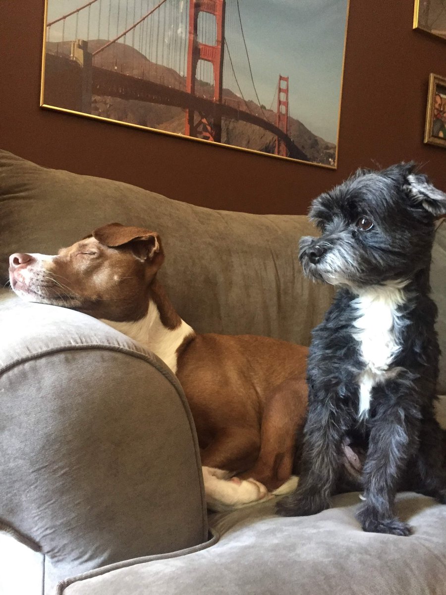 shan_morgan's tweet photo. @dog_rates @Trupanion Is it the sleeping or the snuggling that is more ferocious? https://t.co/P9XHtw3M5W