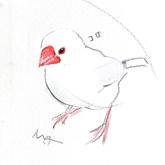 続きましての#小鳥のアートフェスタ in横浜オーダーイラストのご紹介は尾羽のワンポイント模様がかわいい白文鳥さんです。 