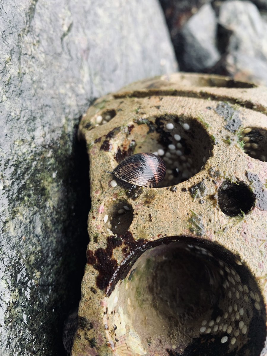 Brought some undergrads into the field today for some survey work on the #biodiversityenhancement tiles put in last December at @Sentosa_Island 👀 spotted an anemenemenemone and the usual nerites poking around too! #intertidal #seawalls #singapore