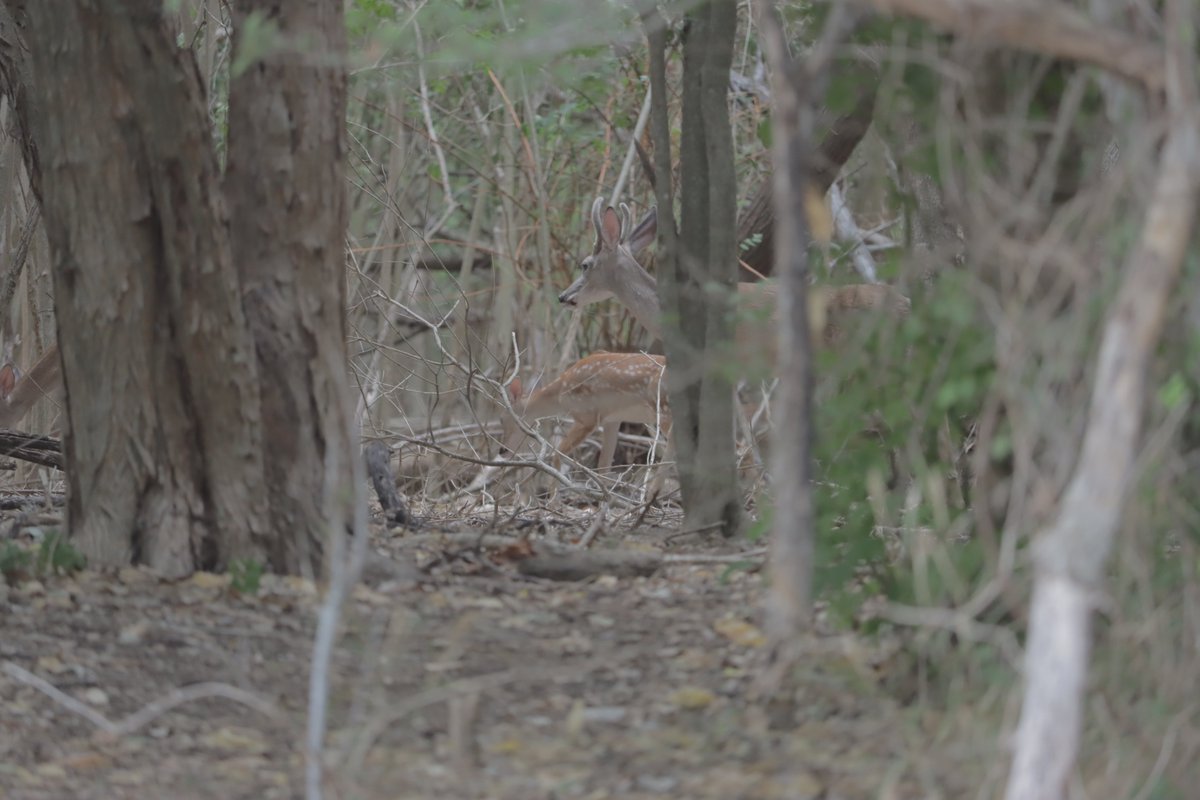 TheNetoJones's tweet photo. Deer in the park. #smtx #keeptxbeautiful #ksmb #deer #animals #AnimalLovers #animal #nature #naturelovers #NatureBeauty #NaturePhotography #naturelover #nature撮影会 #TexasStateParks #canon #canonphotography #canon90d #canonfoto https://t.co/bVH7miks4J