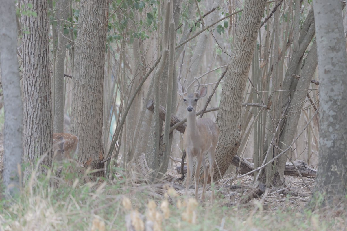 TheNetoJones's tweet photo. Deer in the park. #smtx #keeptxbeautiful #ksmb #deer #animals #AnimalLovers #animal #nature #naturelovers #NatureBeauty #NaturePhotography #naturelover #nature撮影会 #TexasStateParks #canon #canonphotography #canon90d #canonfoto https://t.co/bVH7miks4J