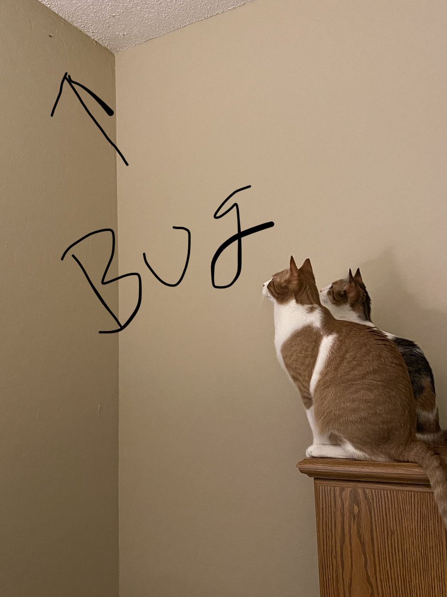 Hunting bugs🪰😊