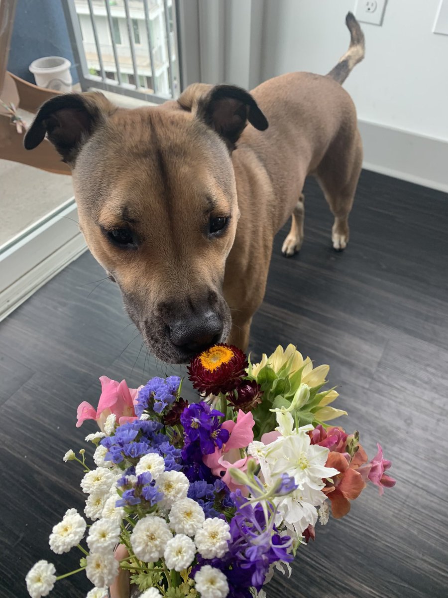 VictoriaFTully's tweet photo. @dog_rates @svershbow @Trupanion My baby smelling his favorite thing — flowers💐 https://t.co/OKZhWe9xJV