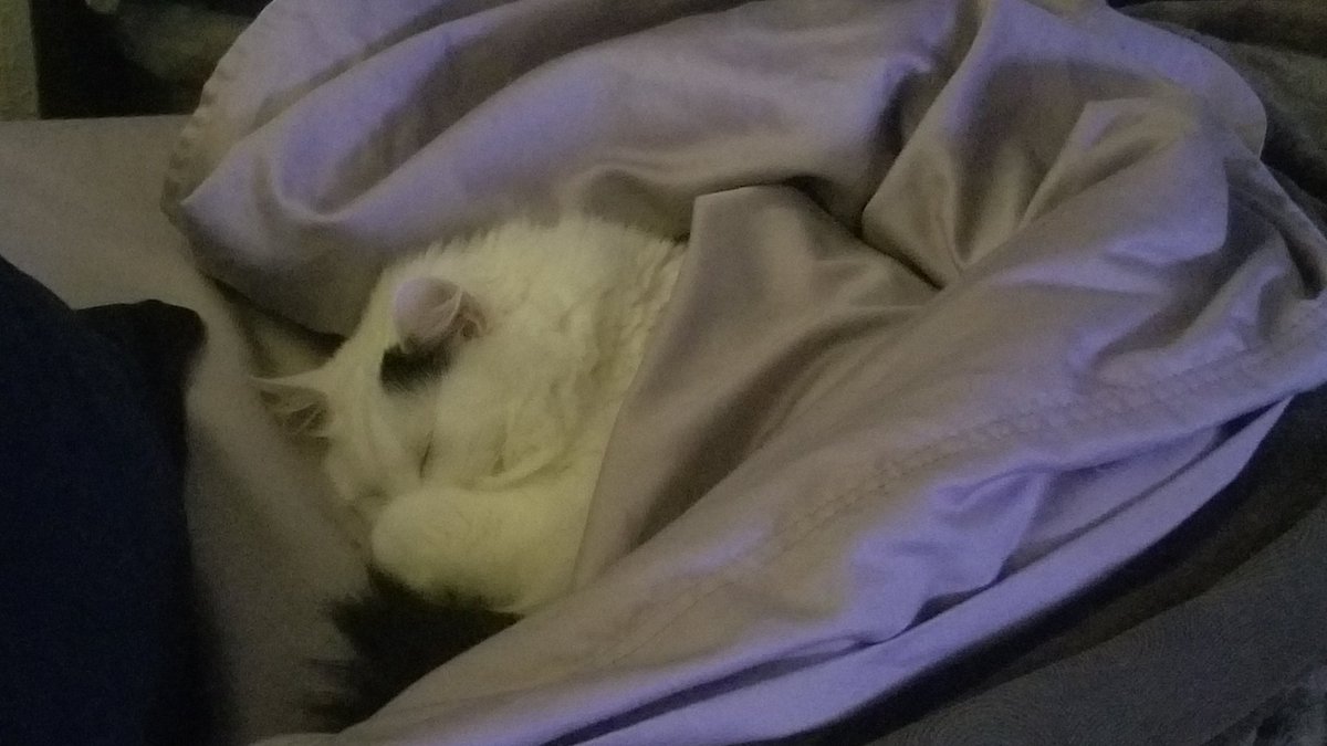 My neighbor's cat has chosen me.