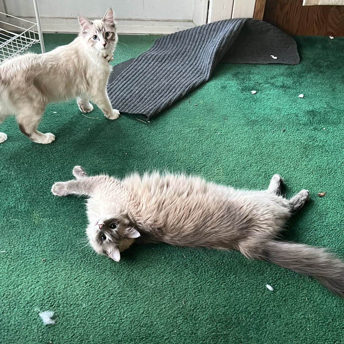 Grumpy!!!! Grumping around! !