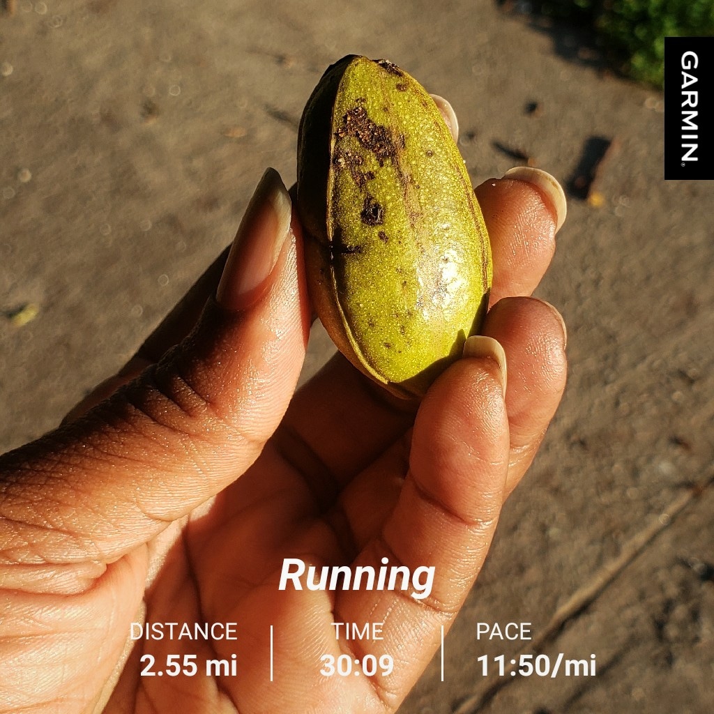 nacole99's tweet photo. Running in Savannah is as sweet as pecan pie. I found pecans on today's run. @SavannahSports #savbridgerun is slowly approaching. Register for the #savbridgerun & use code SAVBIBRAVE10 to save 10%. Race day is 12/3. #bibchat #runchat #savbridgerunbr #RunSAV #leagueofgarmin https://t.co/ltn7EhyMe0
